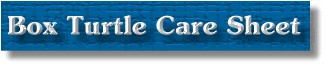Box Turtle Care Sheet