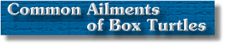 Common Ailments of Box Turtles