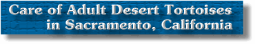 Care of Adult Desert Tortoises in Sacramento, California