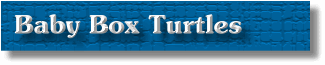 Baby Box Turtles