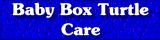 Baby Box Turtle Care