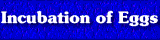 Incubation of Eggs