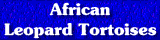 African Leopard Tortoises