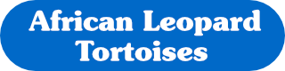 African Leopard Tortoise Care