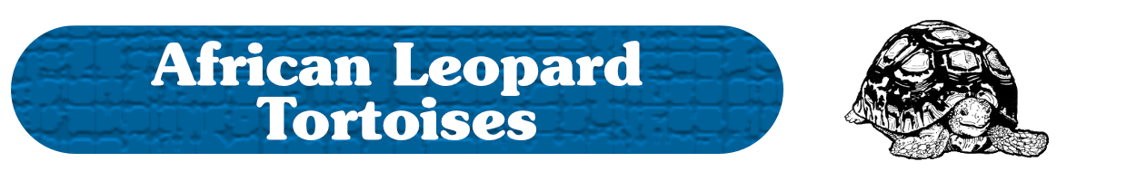 African Leopard Tortoises