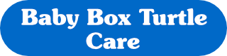 Baby Box Turtle Care