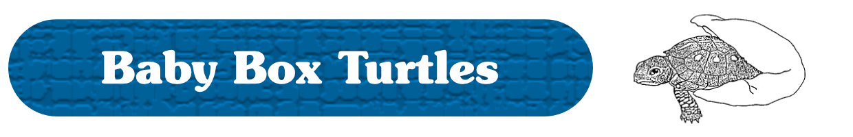 Baby Box Turtles