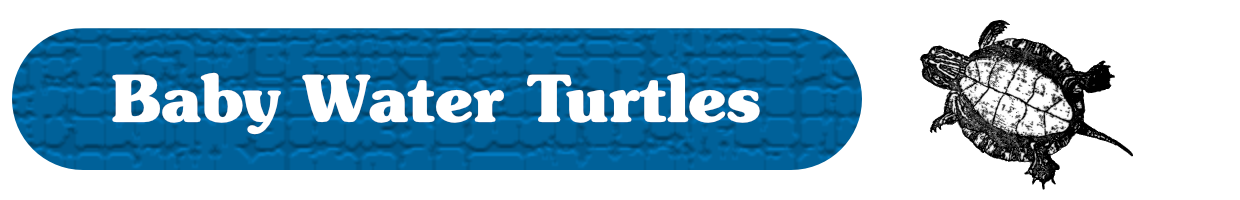 Baby Water Turtles