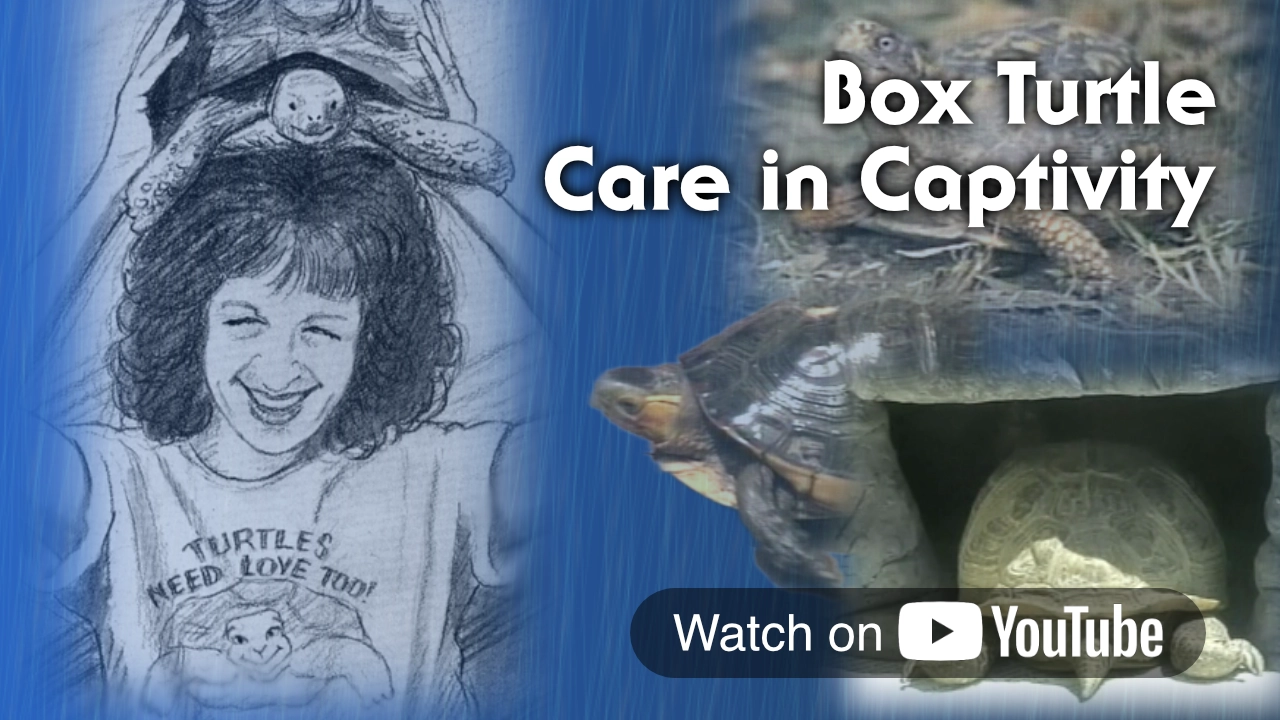 Link to Box Turtle Care Care in Captivity video on YouTube