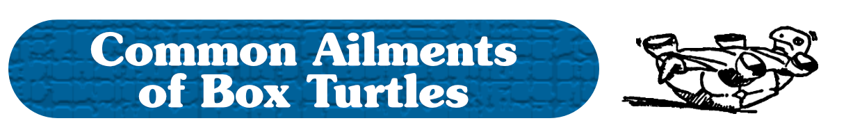 Common ailments of box turtles