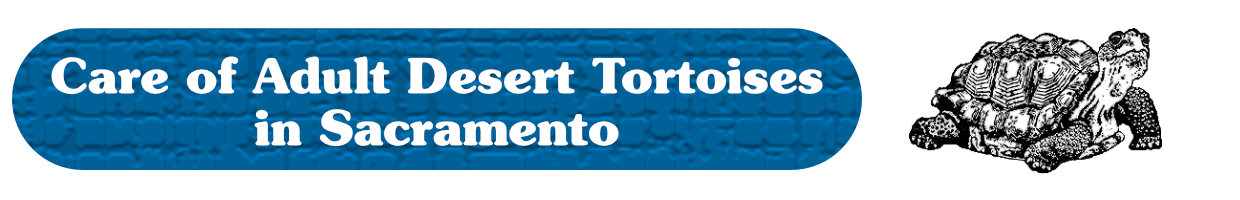 Care of adult desert tortoises in Sacramento
