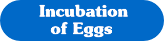 Incubation of Eggs