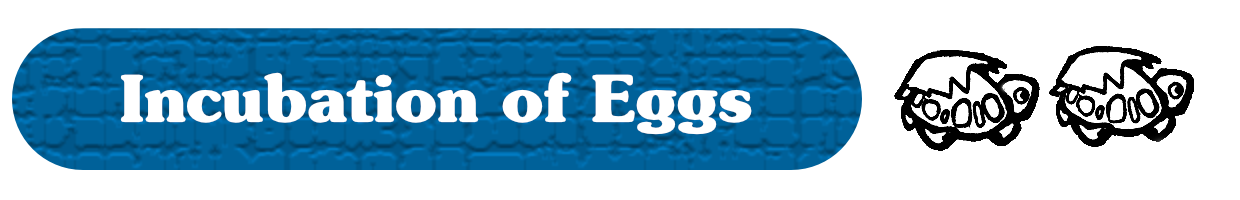 Incubation of Eggs