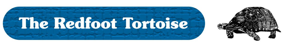 The Redfoot Tortoise