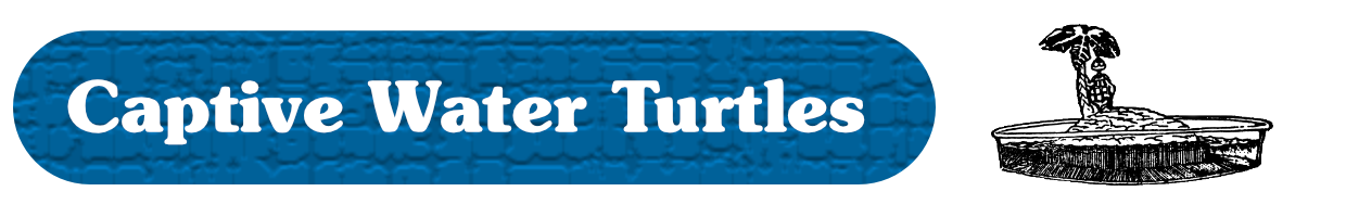 Captive Water Turtles